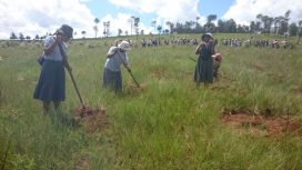 Madagascar: A Significant Reforestation Effort in Antsirabe